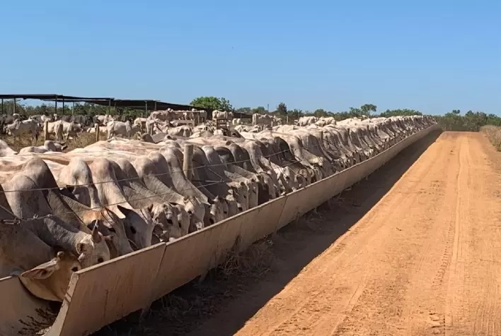 Terminação dos bovinos em confinamento pode aumentar a produção das fazendas de forma rentável
