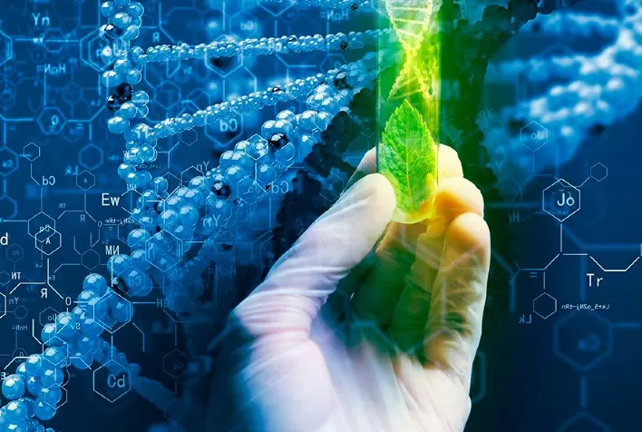 Biotecnologia aumenta a produtividade das culturas