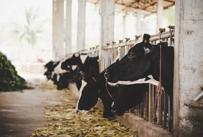 Como a gestão da mão de obra influencia na fazenda de leite?