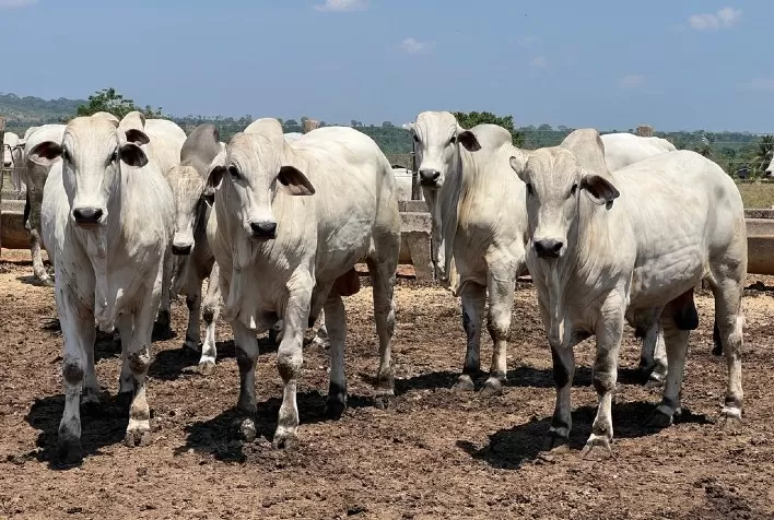 Polioencefalomalácia em bovinos