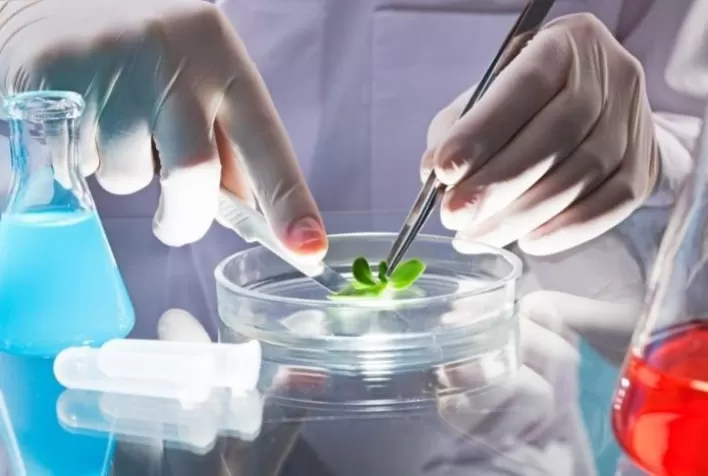 Bioeconomia e reindustrialização no Brasil