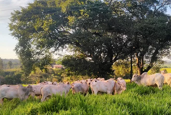Selênio, cobalto e iodo são nutrientes essenciais na nutrição de bovinos