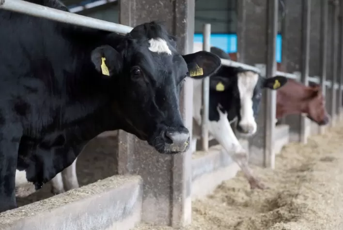 O que preciso saber sobre o tamanho de partículas na alimentação de vacas leiteiras para a obtenção máxima de saúde e produção