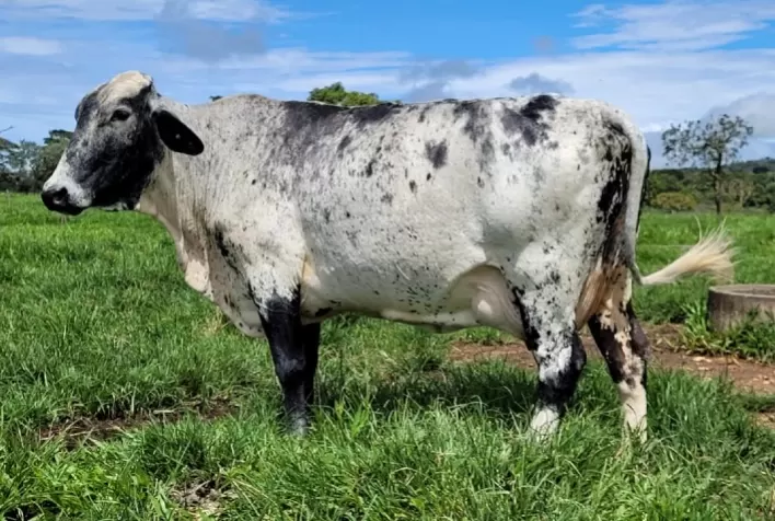 Estratégias para produção de leite na estação da seca em sistema a pasto