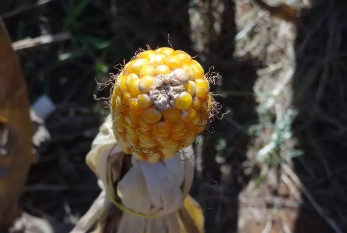 Extração e exportação de nutrientes em alguns híbridos de milho cultivados na safrinha de 2023 em Mato Grosso
