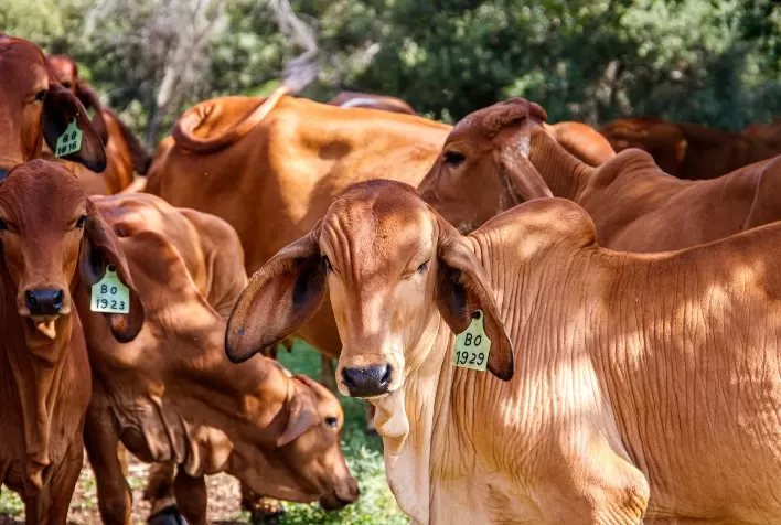 Proibir exportação de animais vivos não resolve violações à dignidade animal