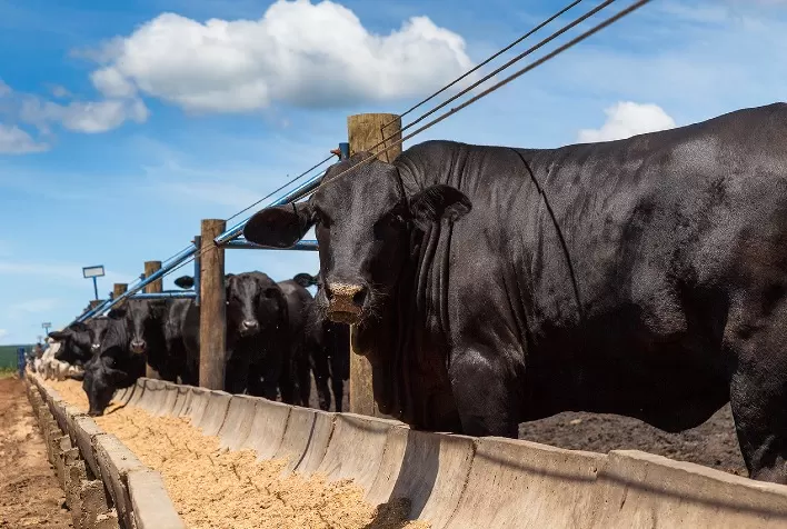Micotoxinas e seu impacto negativo na atividade pecuária