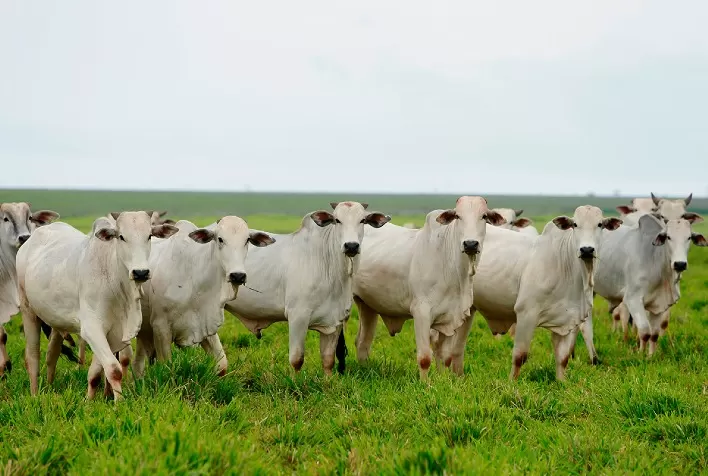 Potencial das pastagens brasileiras e o avanço na produção sustentável de carne bovina