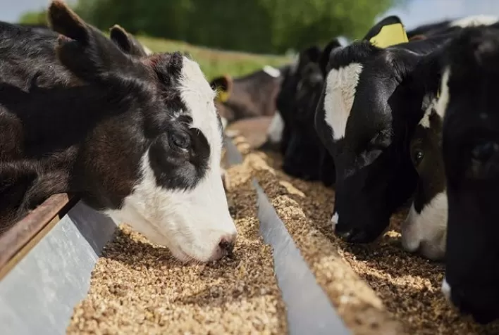 Alimentação de bovinos: boas práticas para uma pecuária eficiente