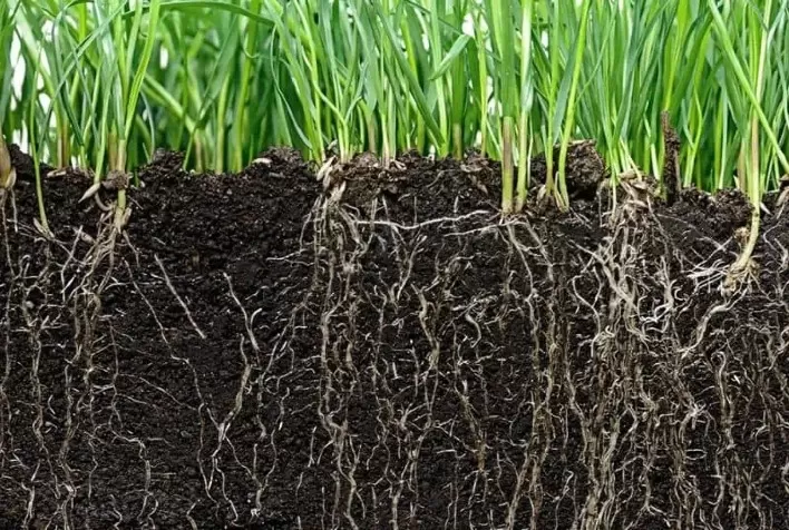 Microbioma do solo, sanidade e produtividade das culturas