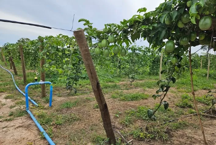 Fruticultura Irrigada é um importante vetor de desenvolvimento regional e inclusão socioprodutiva