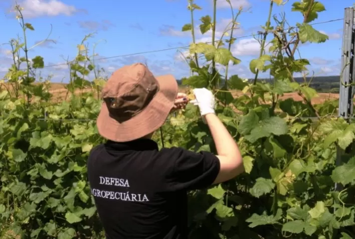 Defensivo coloca diversificação agrícola no RS em risco