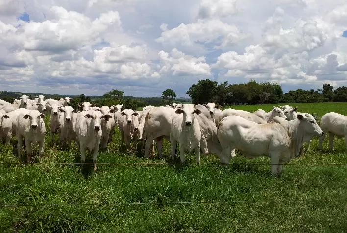 Ganho de peso diário durante a recria de bovinos de corte em pasto