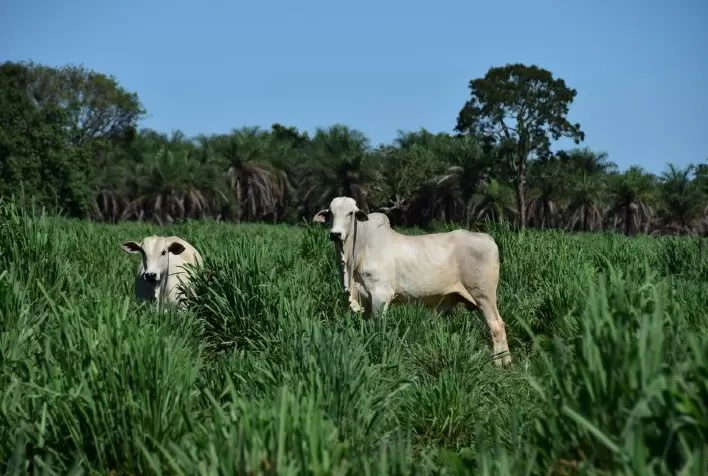 A importância de uma boa forrageira para a sustentabilidade da pecuária brasileira