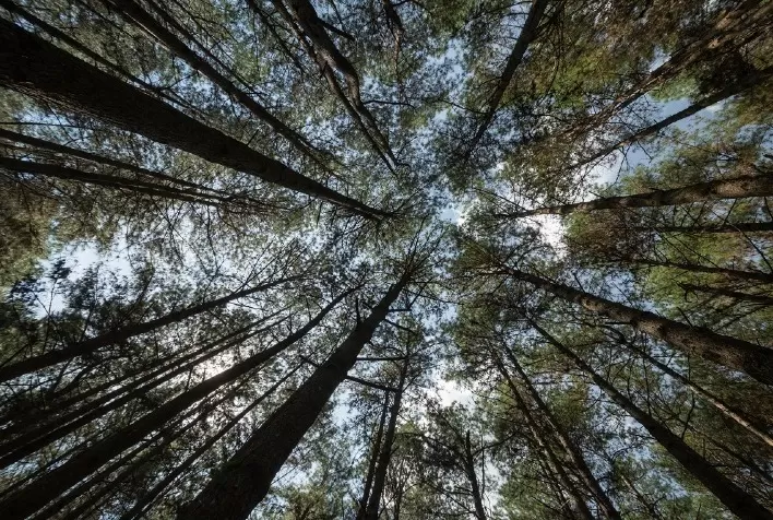 Setor Florestal: 2025, um ano que colocou à prova a resiliência do setor