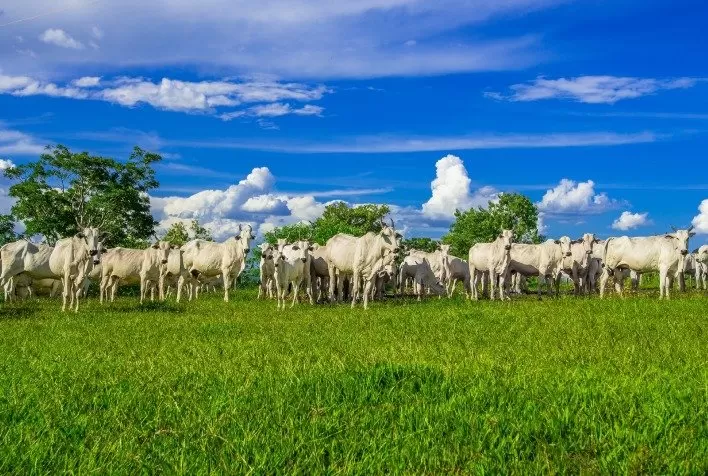 O efeito poupa-terra da pecuária brasileira