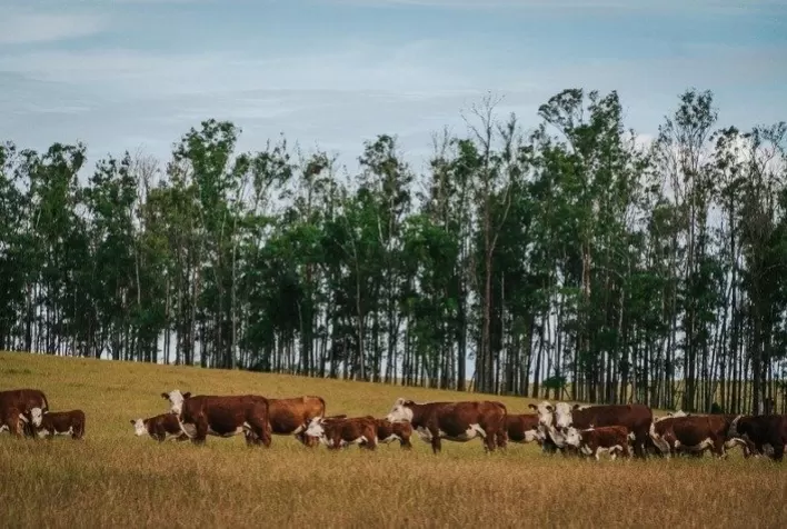 Bem-estar animal e acesso a mercados: por que certificações internacionais ganham peso na pecuária global
