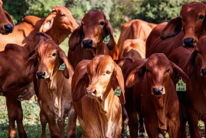 Exportações brasileiras de carne no primeiro bimestre de 2026: aceleração tática e a persistência dos gargalos nas cadeias globais