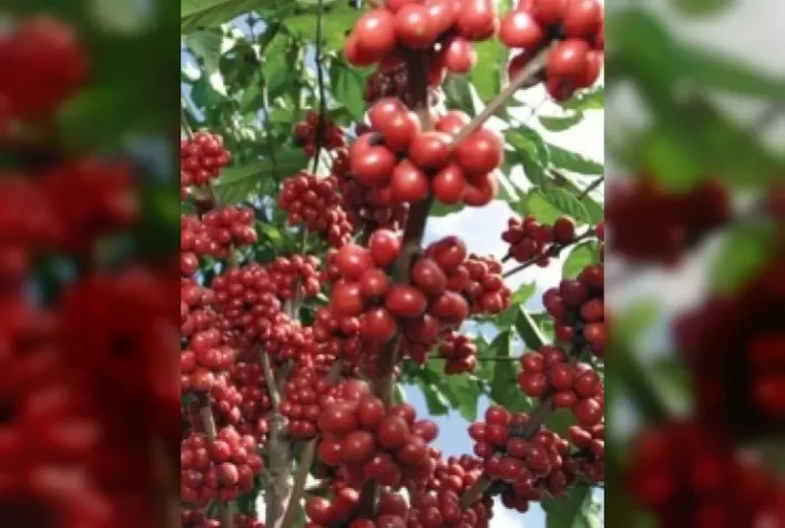 Controle biológico contribui para melhoria da qualidade e sustentabilidade do café brasileiro