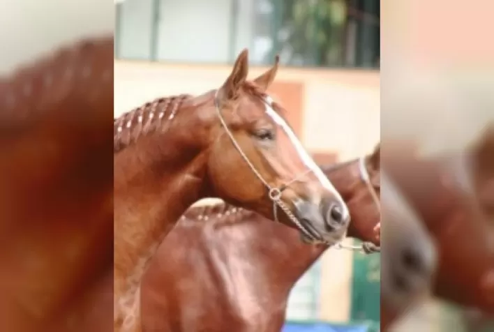 Perfil da raça: Mangalarga Marchador