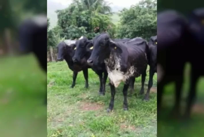 Fernando Levati da Fazenda Tapera é parceiro das Fazendas do BASA
