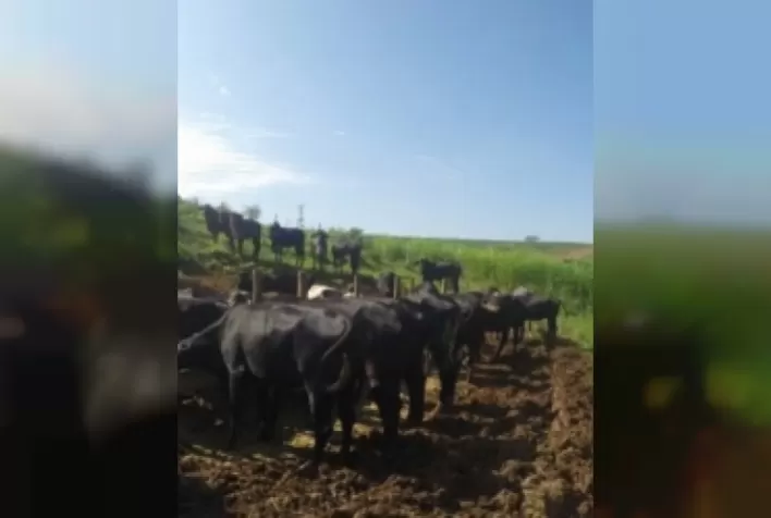 "Fazendas do BASA promovem parcerias através da Rede Gado Bom, e Zona da Mata se destaca na produção do Girolando Plus"