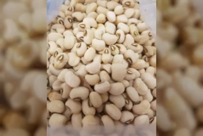 Experimentos atestam potencial de feijão biofortificado em Corumbá (MS)