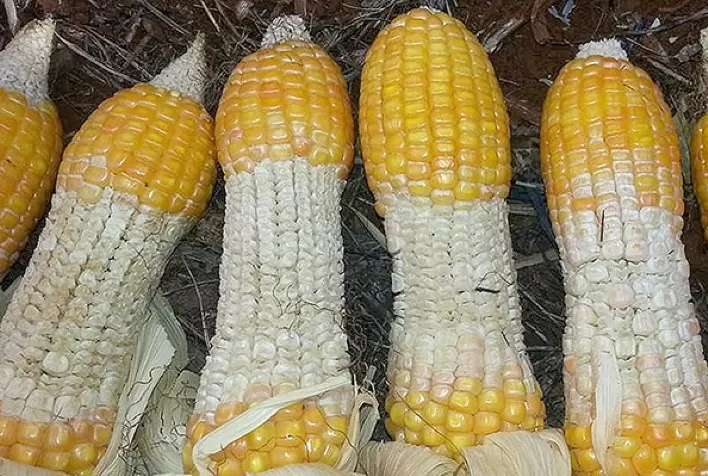 Produtor deve estar atento à má formação dos grãos na espiga