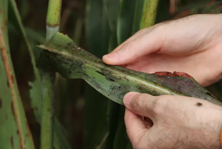 Pesquisadores alertam sobre ataque de pulgão-da-cana-de-açúcar em lavouras de sorgo