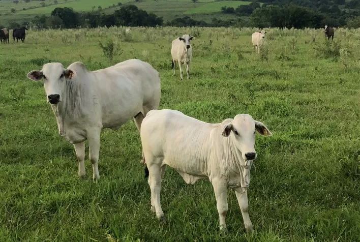 Manejo: Vai faltar bezerro nos próximos anos para reposição
