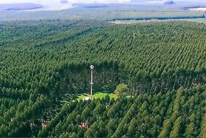 Como o Setor Florestal Paulista reduziu incêndios e ampliou a integração com o poder público em 2025