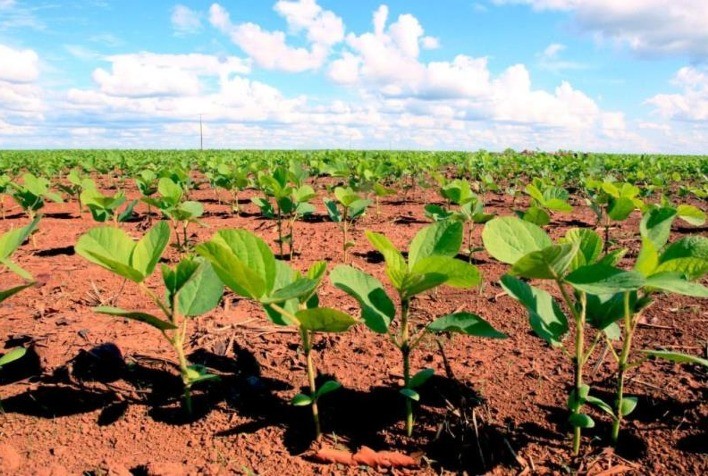 Goiás – Governo mantém benefícios fiscais para soja