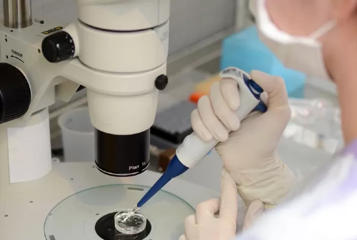 Tecnologia de embriões movimenta setor pecuário com recordes produtivos