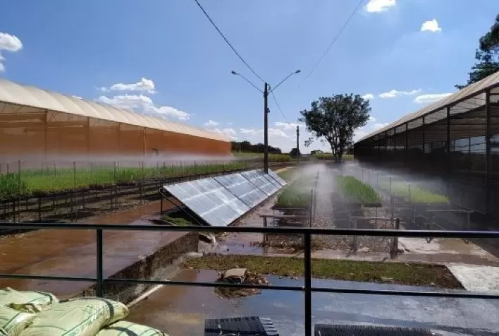 IAC atualiza o sistema de Mudas Pré-Brotadas de cana e o torna mais sustentável