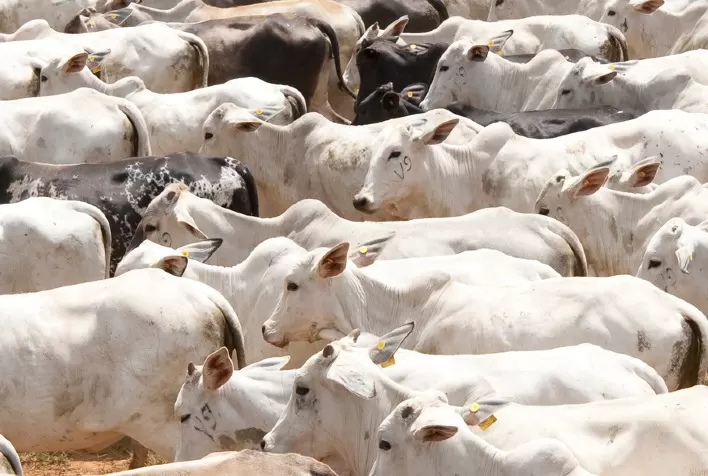 IMA apresenta resultados da defesa agropecuária em 2020