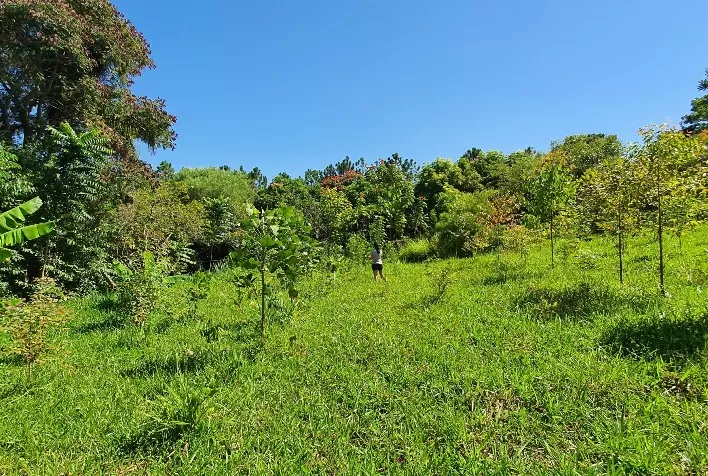 Banco Suíço confia R$ 3 milhões a projeto brasileiro para o desenvolvimento de agroflorestas na Mata Atlântica