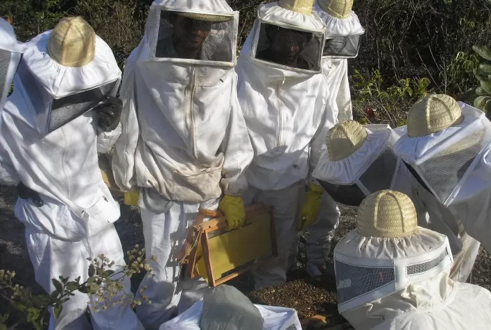 Crescimento da apicultura no Norte de Minas atrai compradores de mel e derivados do produto