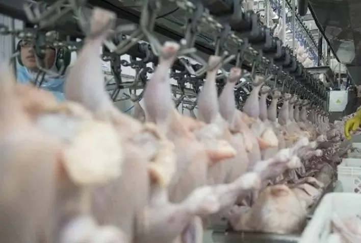 Pela média diária, embarques de carne de frango abrem 2021 com aumento de quase 30%