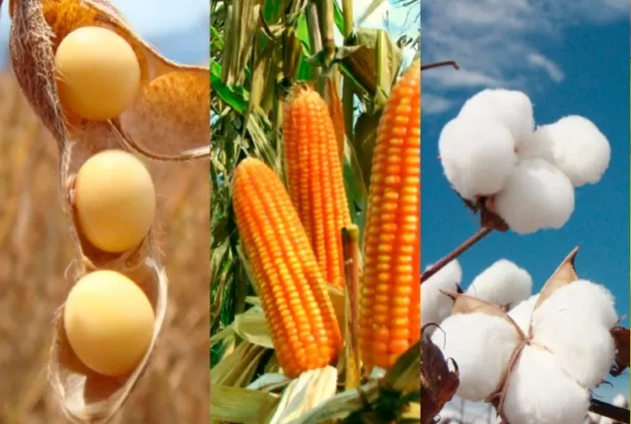 Agro ainda sobrará em caso de Risco Brasil maior, mas renegociação de exportações preocupa Stonex