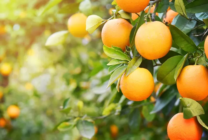 Produção de laranja deve crescer na China