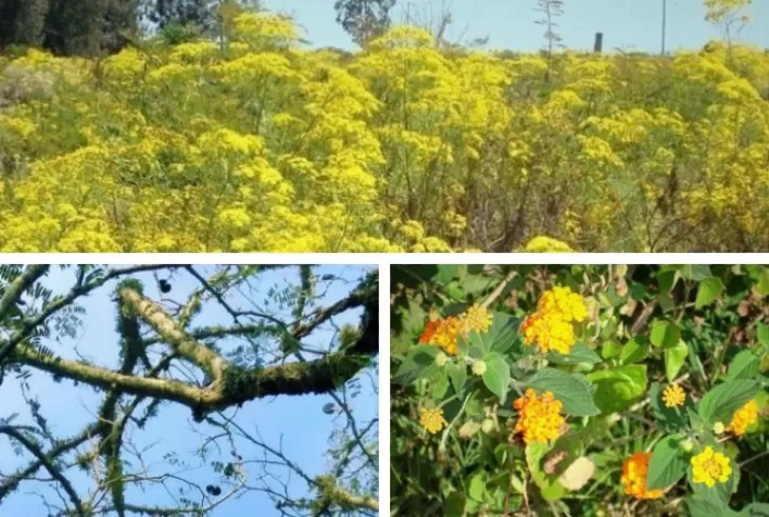 Comunicado auxilia na identificação de plantas tóxicas para bovinos