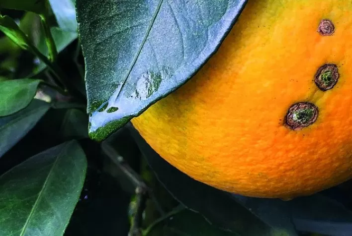 Estudo aponta aumento do cancro no cinturão citrícola