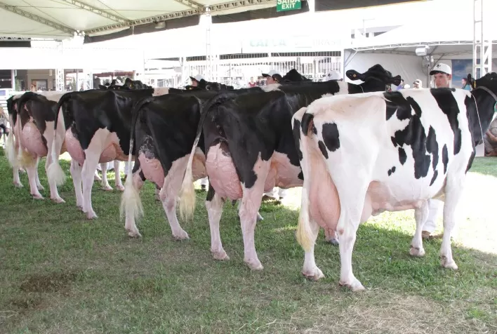 Gado holandês ultrapassa os oito mil registros genealógicos no Rio Grande do Sul