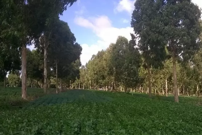 Pesquisa comprova que árvores no campo reduz doença na lavoura