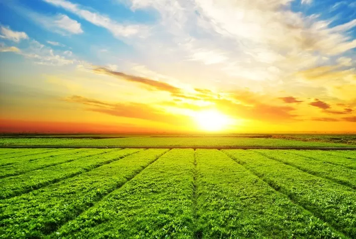 Demora no julgamento no STF sobre incentivos fiscais para defensivos agrícolas preocupa agronegócio brasileiro