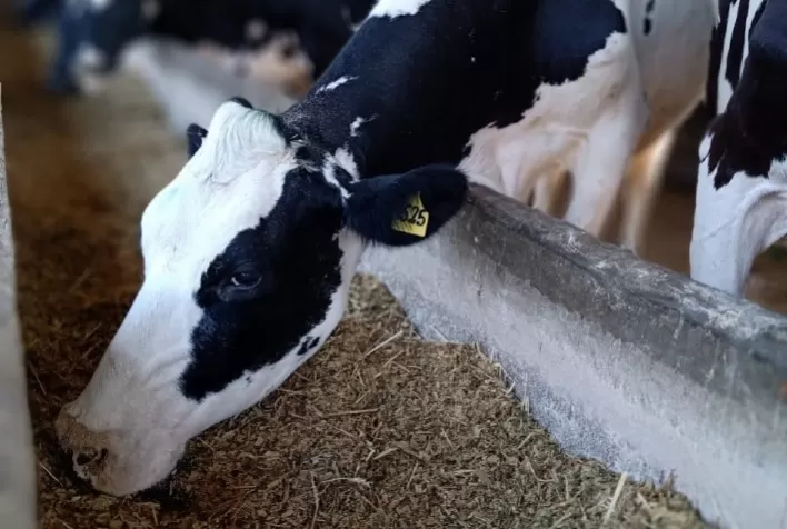 Nutrição no período seco exige atenção especial para suprir as exigências das vacas leiteiras