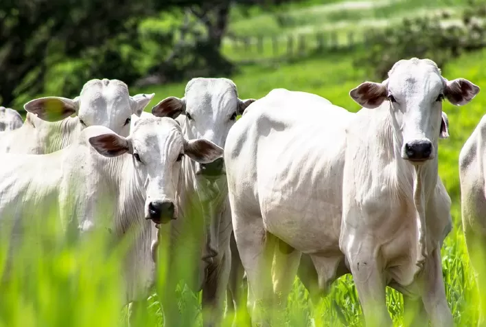 Alta nos preços da arroba da vaca e novilhas gordas