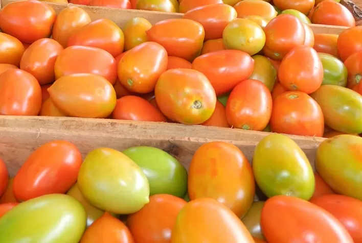 Tomate: incertezas geradas pela pandemia limitam investimentos em 2021