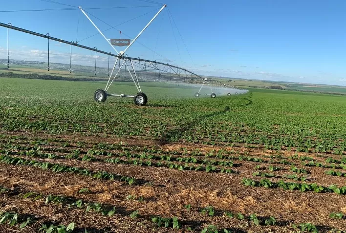 Anomalia em lavouras de soja preocupa agricultores de Sorriso