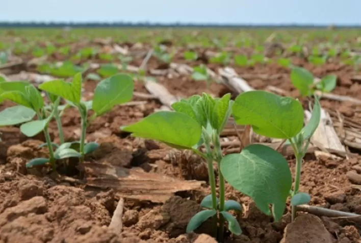 TO: janela de plantio da soja sequeiro encerra nesta sexta-feira